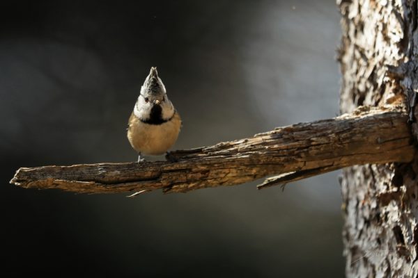 European crested tit,  by Jérémie Rossetto