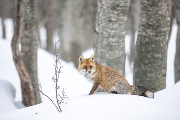 Fox, Central Italy, by Maurizio Biancarelli