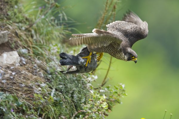 Peregrine falcon, Italy, by Maurizio Biancarelli