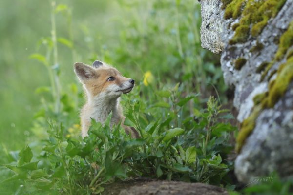 Fox cub,  by Jérémie Rossetto