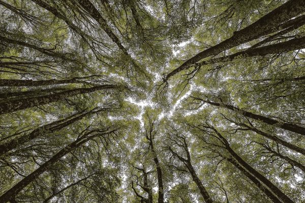 In the forest - Tuscany Apennines,  by Edoardo Agresti