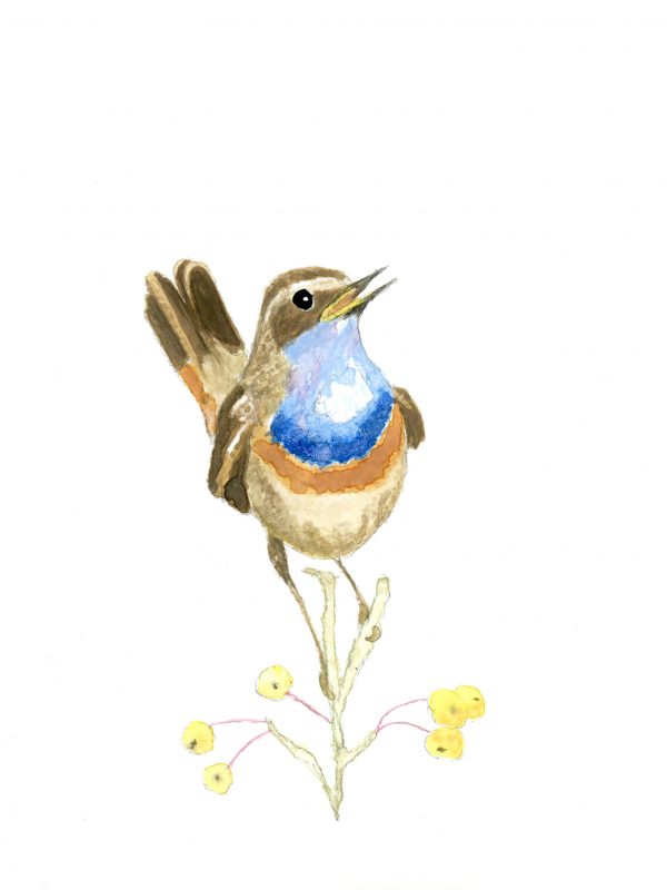 Bluethroat – A5 print