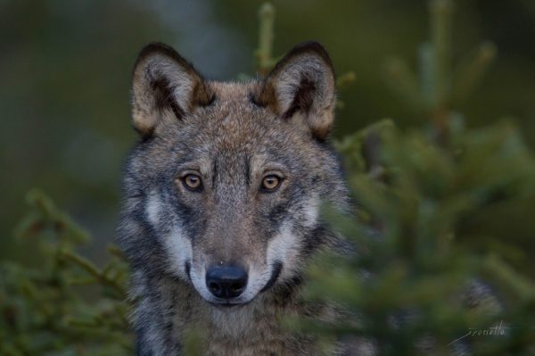 Wolf, France,  by Jérémie Rossetto