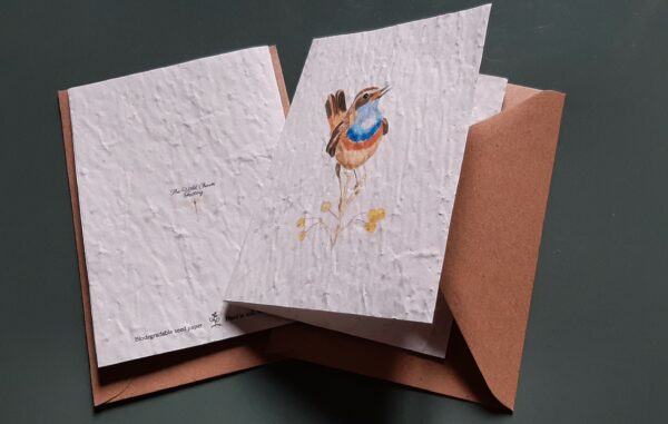 Bluethroat - A6 card & envelope