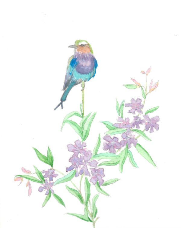 Lilac-breasted Roller - A5 print