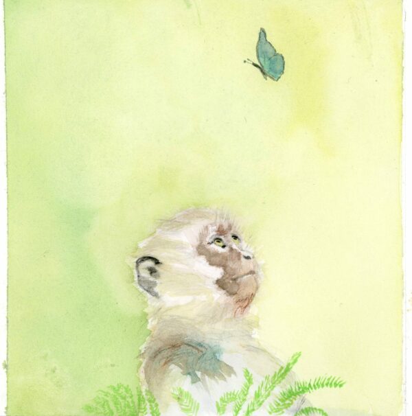 Vervet Monkey with butterfly - A5 print