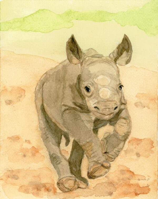 Baby Black Rhino – Print