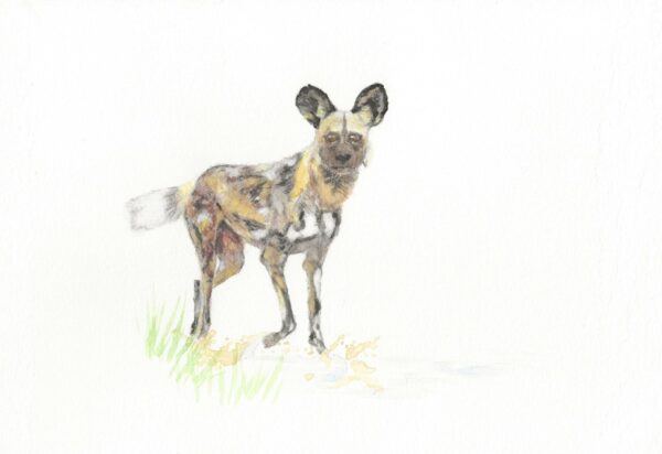 African wild dog  – Print